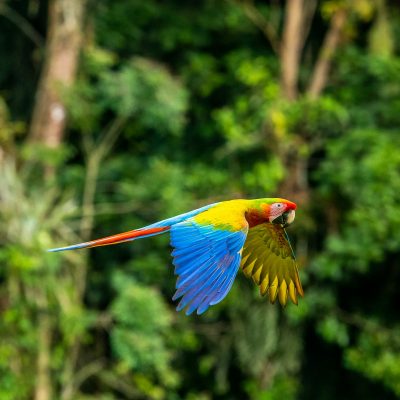 blue yellow and red parrot