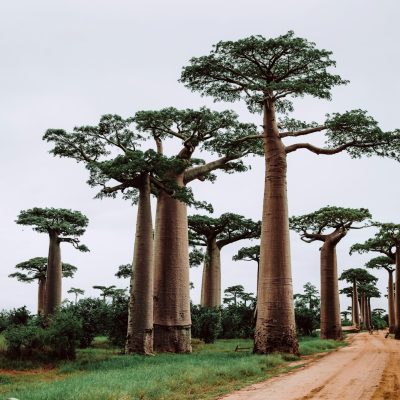 trees near pathway during daytime